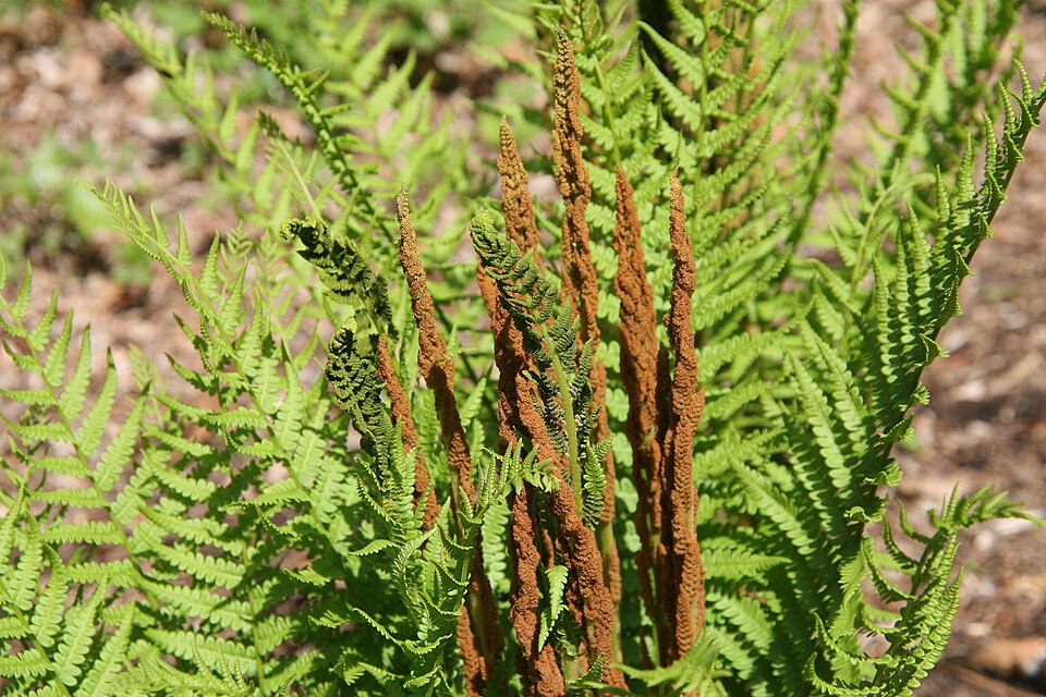 Cinnamon Fern