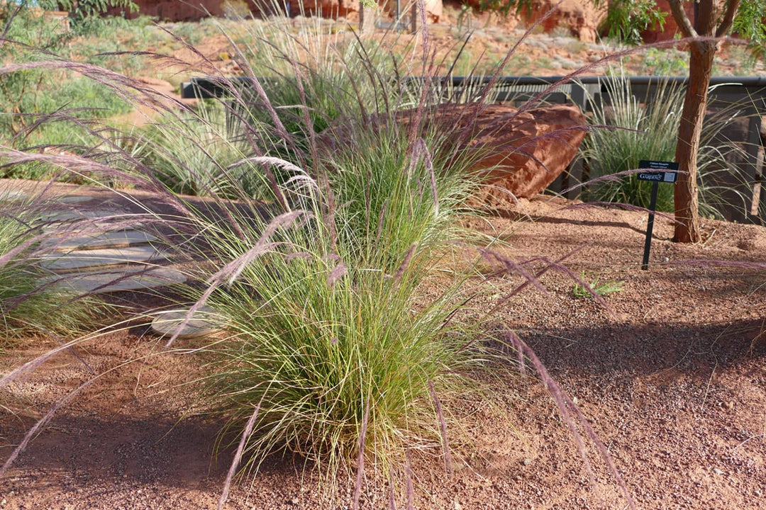 Nashville Muhly - Native Gardeners