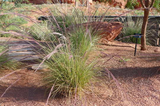 Nashville Muhly - Native Gardeners