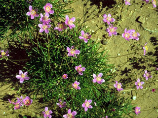 Largeflower Fameflower - Native Gardeners
