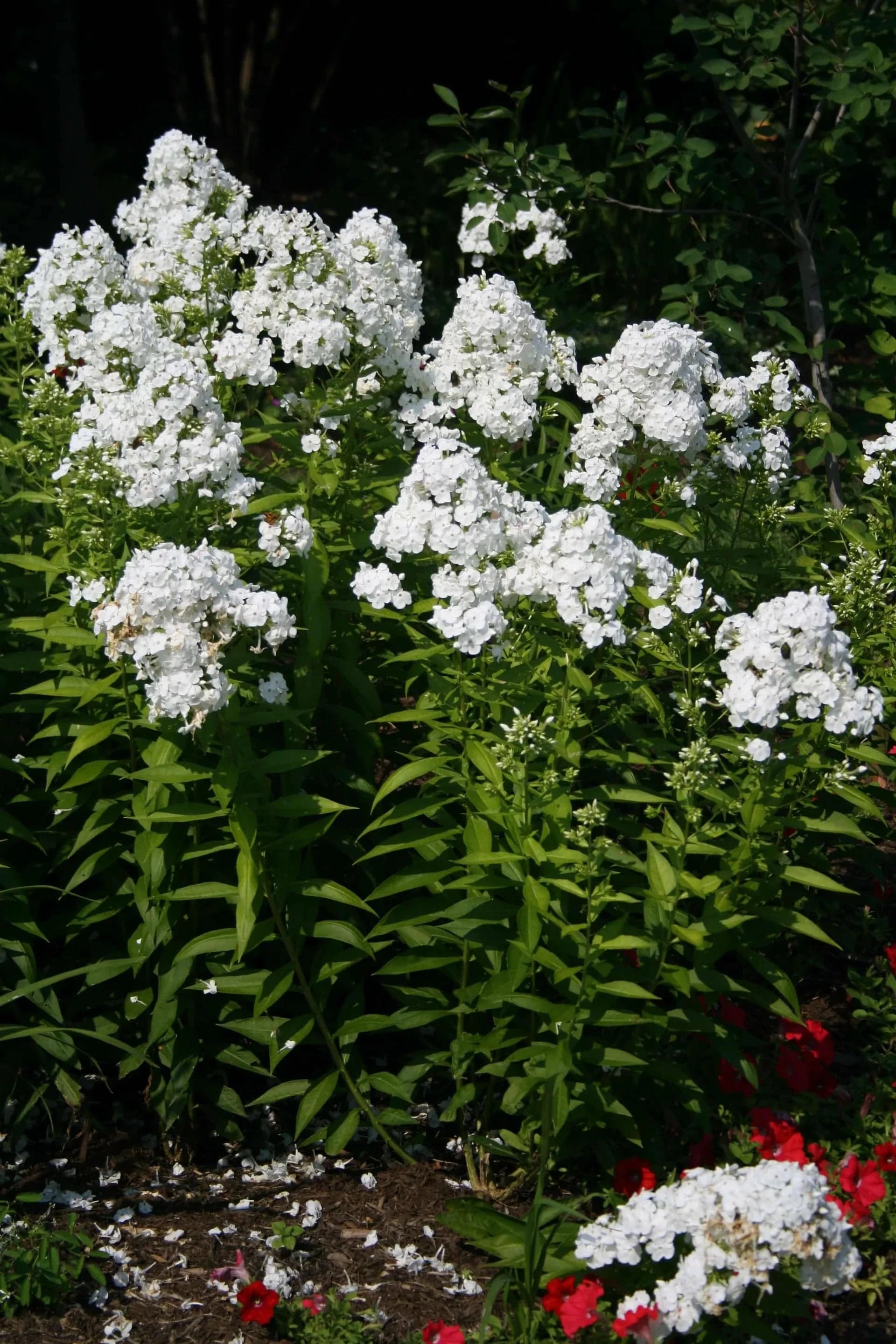 Garden Phlox 'David' - Native Gardeners