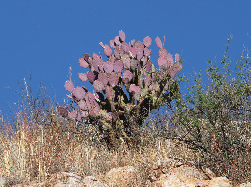 buy purple prickly pear cactus Prickly Pear 'Santa Rita' – Native Gardeners
