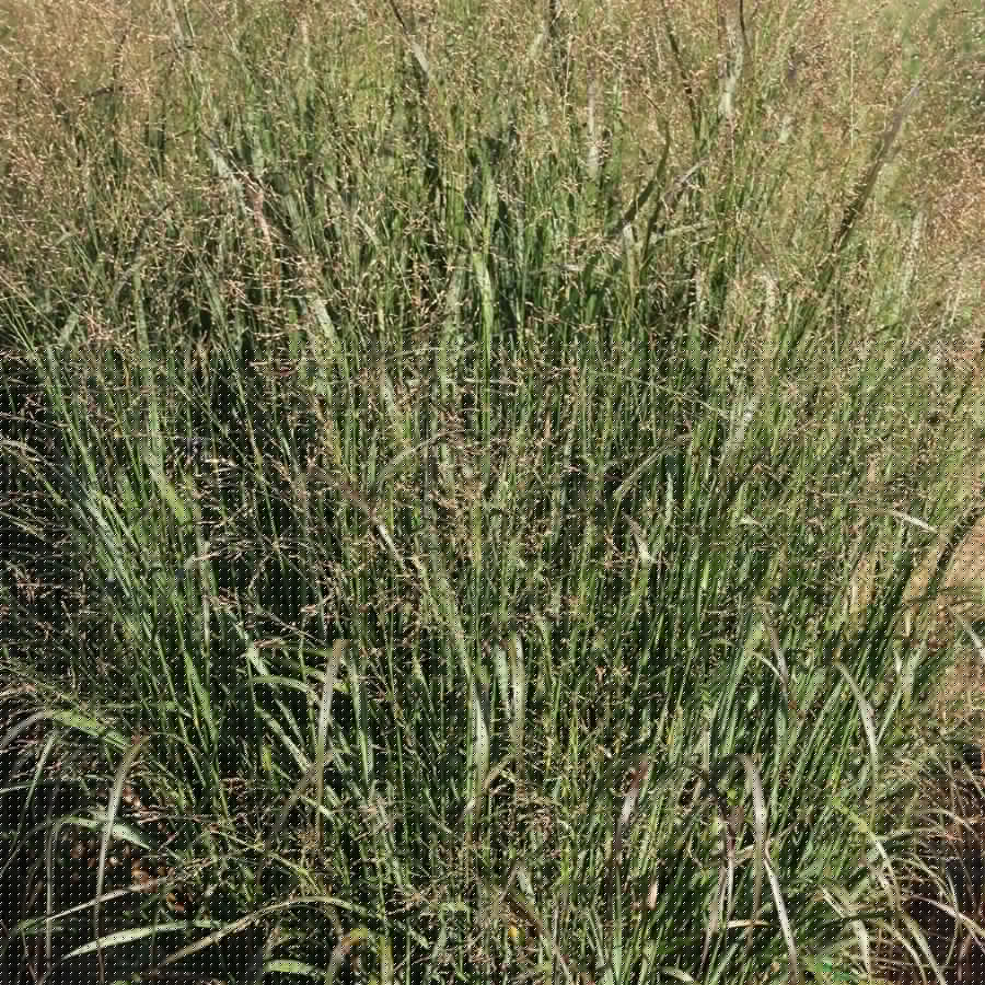 Switchgrass 'Huggy Purple' - Native Gardeners