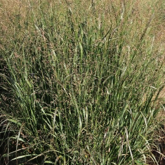 Switchgrass 'Huggy Purple' - Native Gardeners
