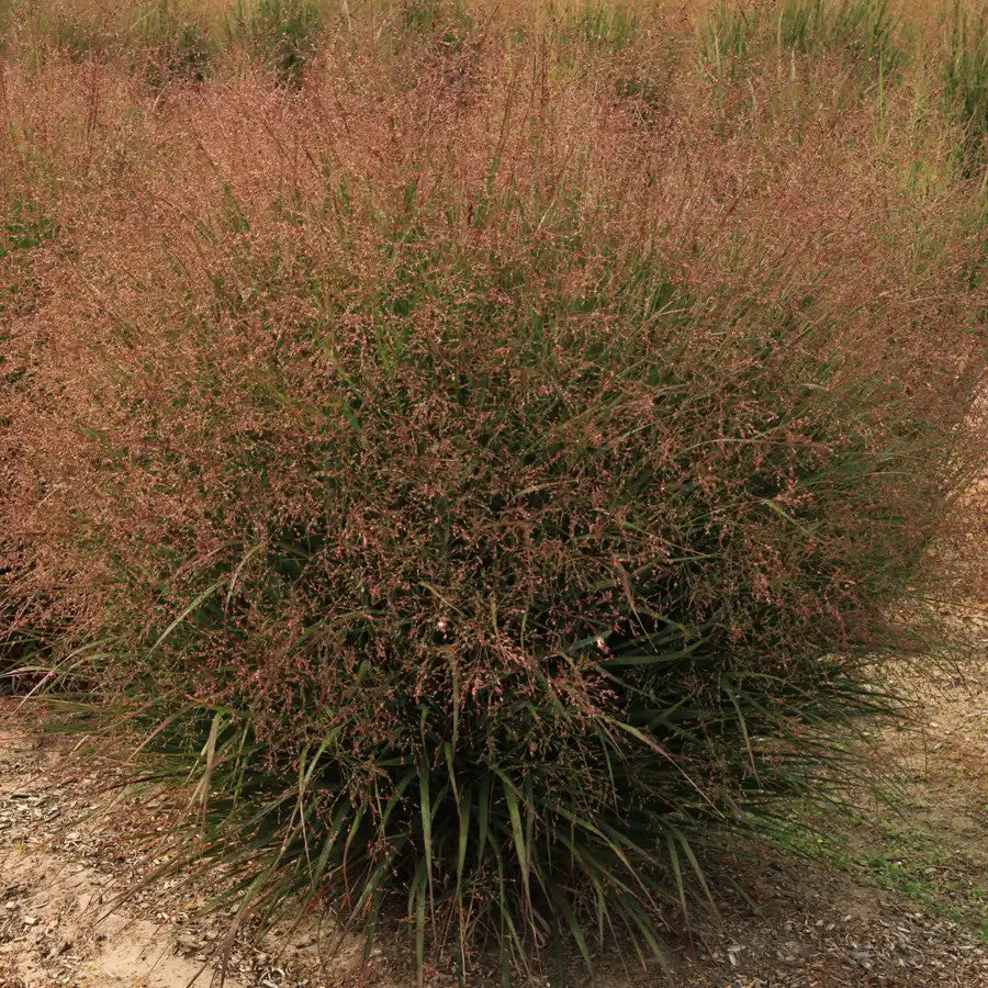 Switchgrass 'Tumbleweed' - Native Gardeners