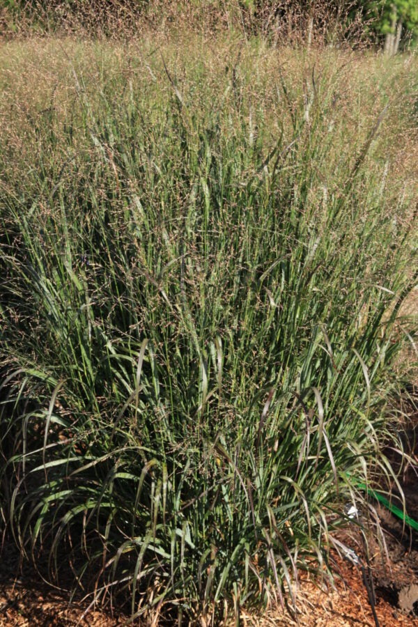 Switchgrass 'Huggy Purple' - Native Gardeners