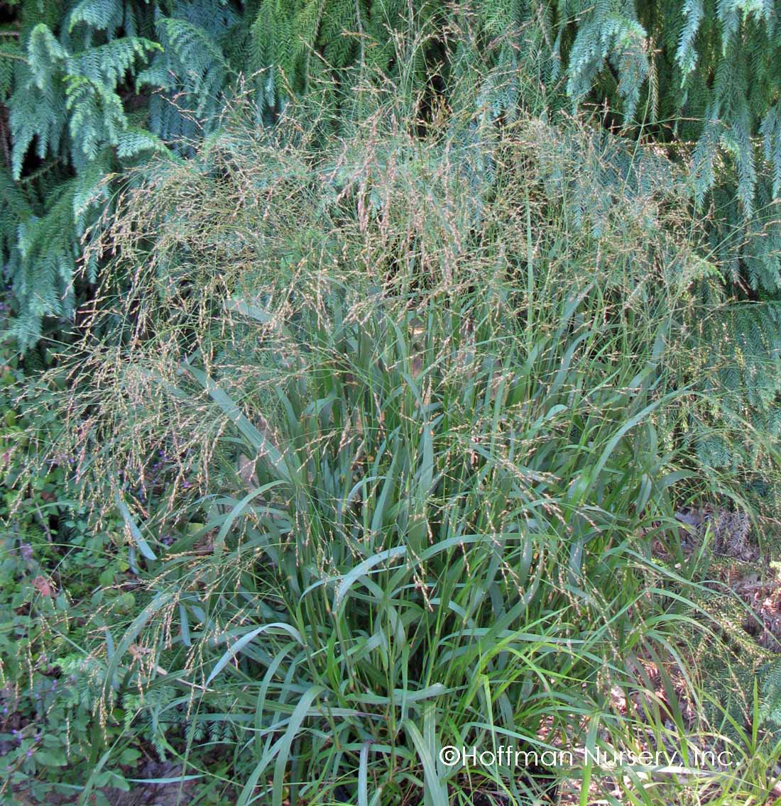 Switchgrass 'Cape Breeze' - Native Gardeners