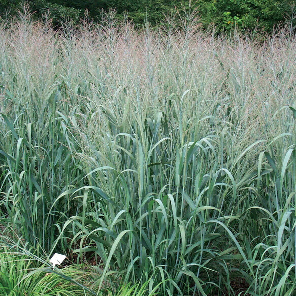 Switchgrass 'Dallas Blue' - Native Gardeners