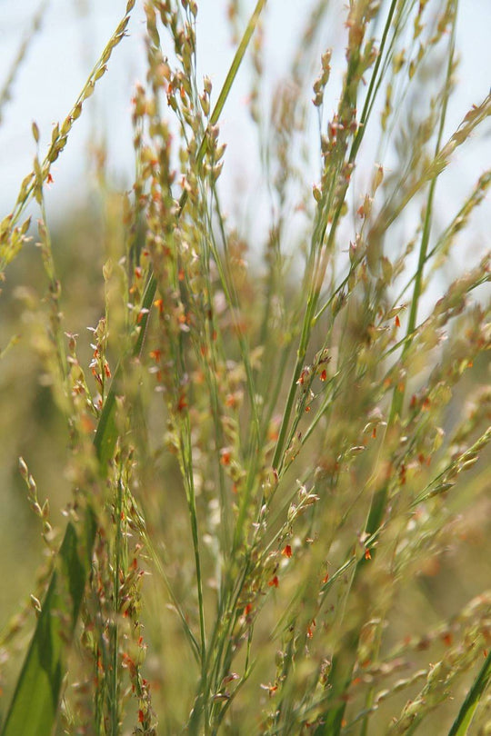 Switchgrass 'Northwind' - Native Gardeners