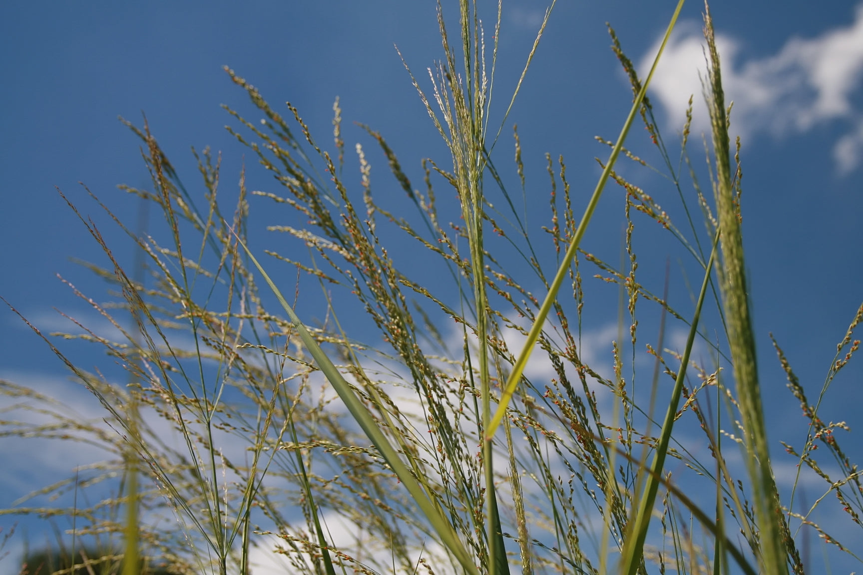 Switchgrass 'Northwind'