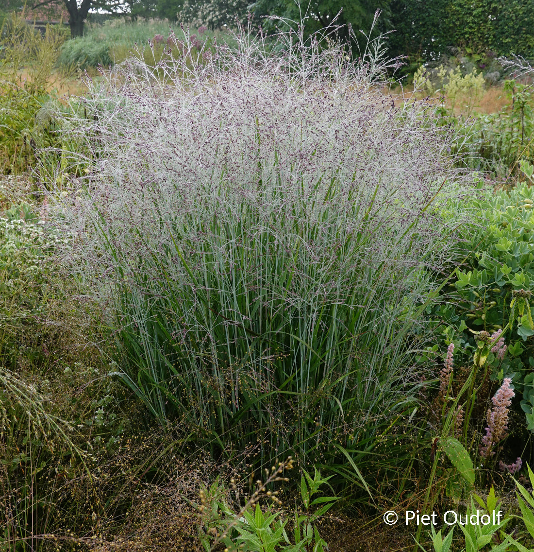 Switchgrass 'Purple Tears' - Native Gardeners