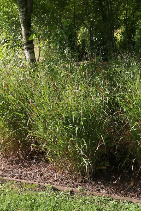 Switchgrass 'Shenandoah' - Native Gardeners