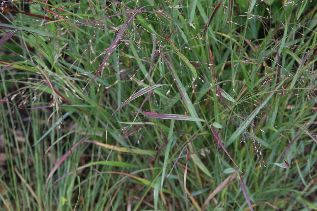 Switchgrass 'Shenandoah' - Native Gardeners