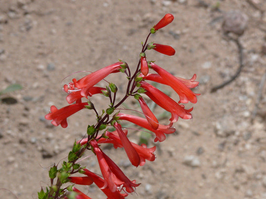 Penstemon 'Firecracker' - Native Gardeners