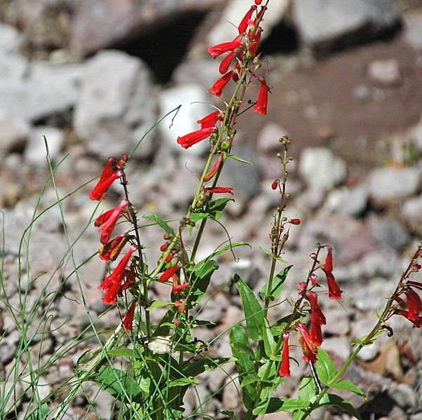 Firecracker Penstemon – Native Gardeners