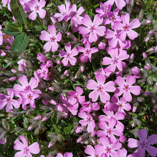 Moss Phlox 'Trot Creeping Pink' - Native Gardeners