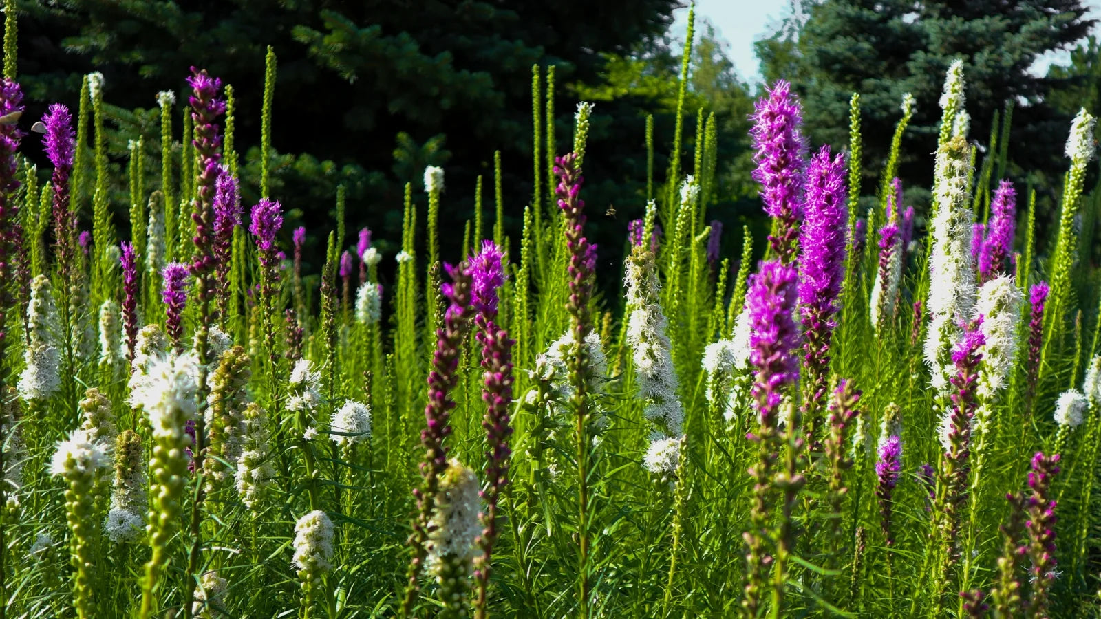 Dense Blazing Star - White