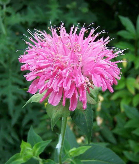 Marshall's Delight Beebalm - Native Gardeners