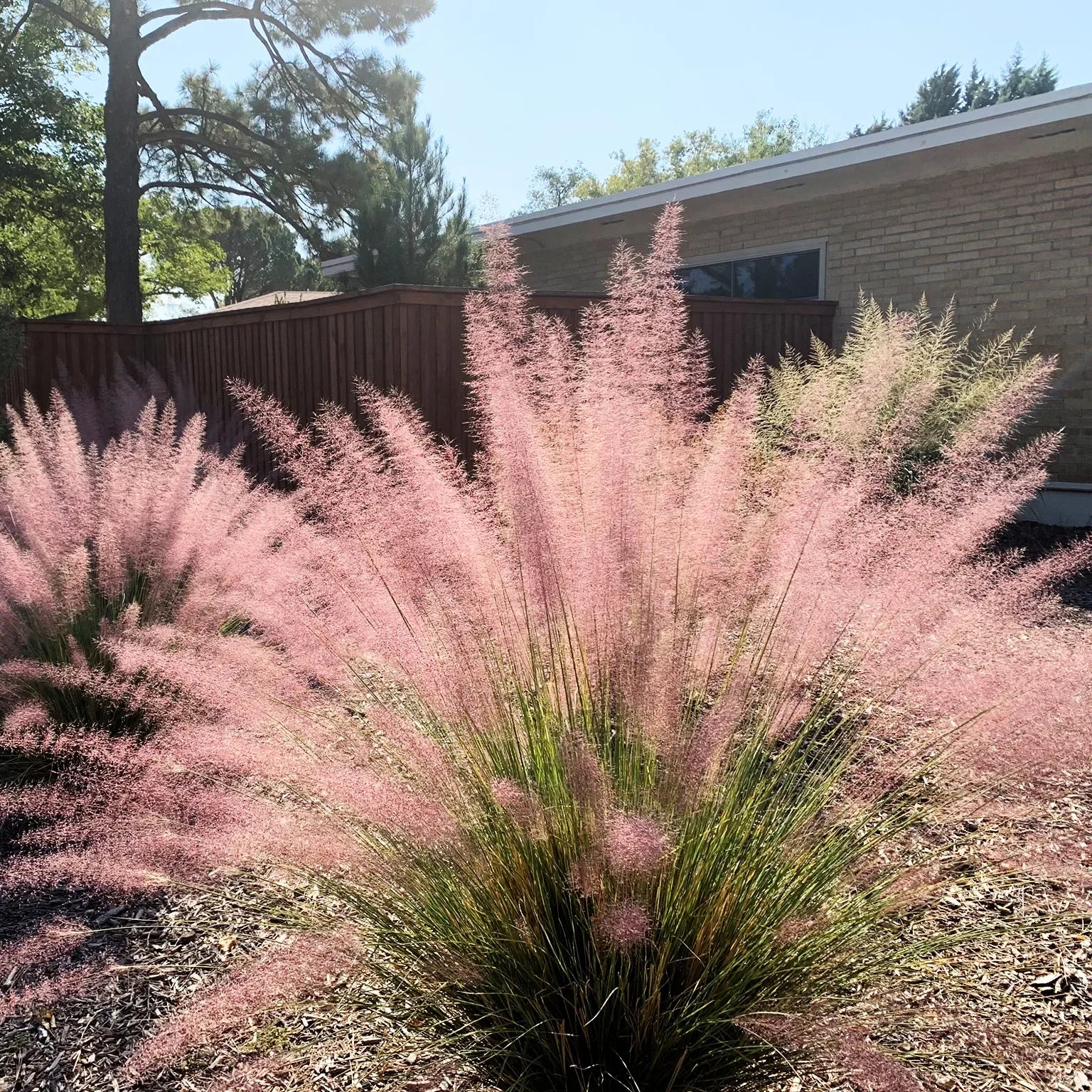 Pink Flamingo Muhly - Native Gardeners
