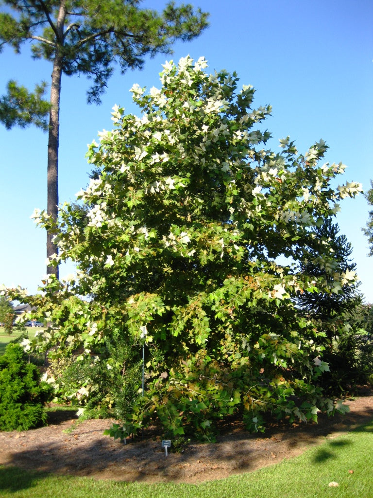 Mexican Sycamore - Native Gardeners