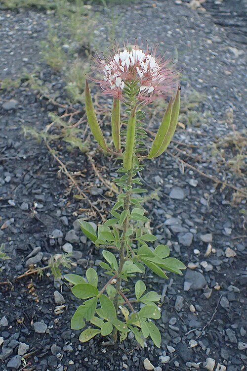 Redwhisker Clammyweed - Native Gardeners