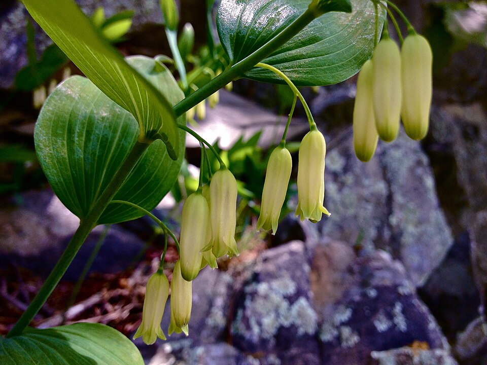 Smooth Solomon’s Seal - Native Gardeners