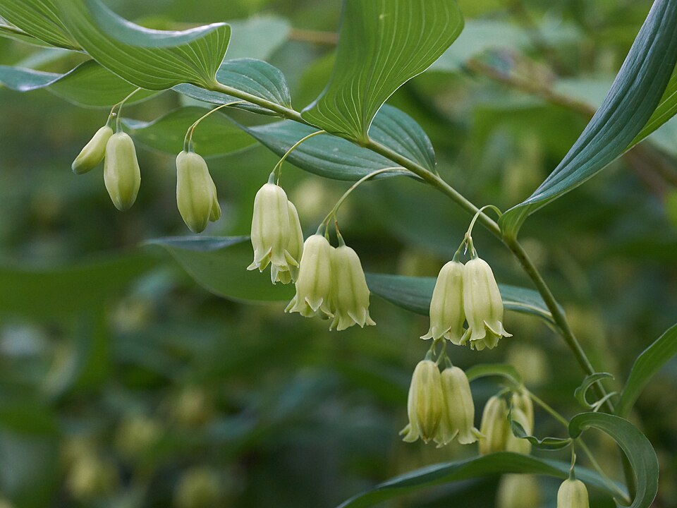 Smooth Solomon’s Seal - Native Gardeners