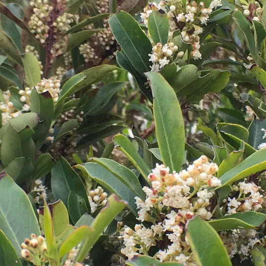 Cherry Laurel 'Compact' - Native Gardeners