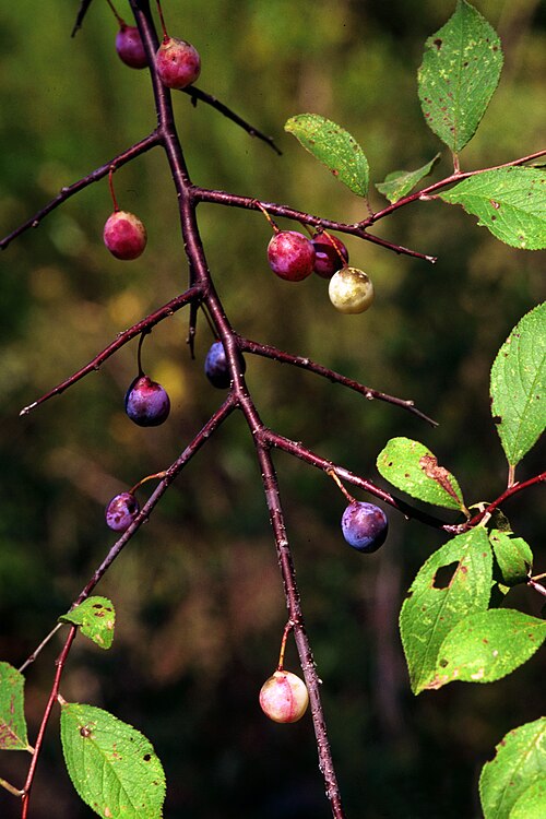 Flatwoods Plum - Native Gardeners