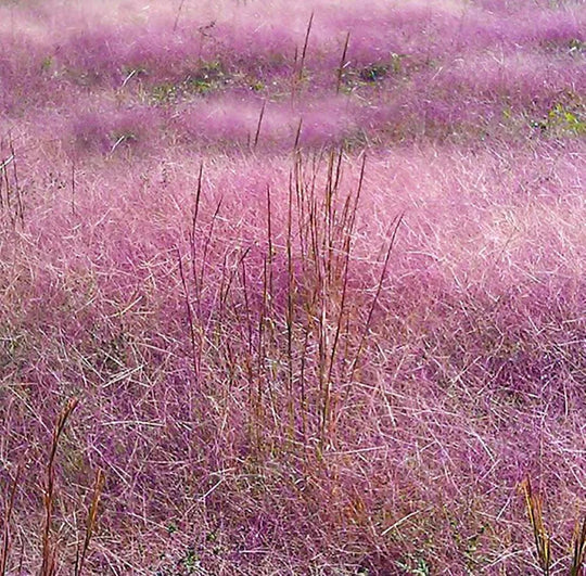 Purple Lovegrass - Native Gardeners