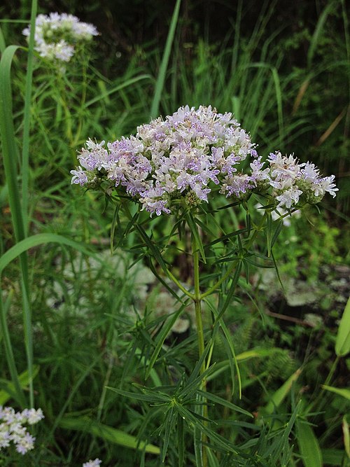 Slender Mountain Mint - Native Gardeners