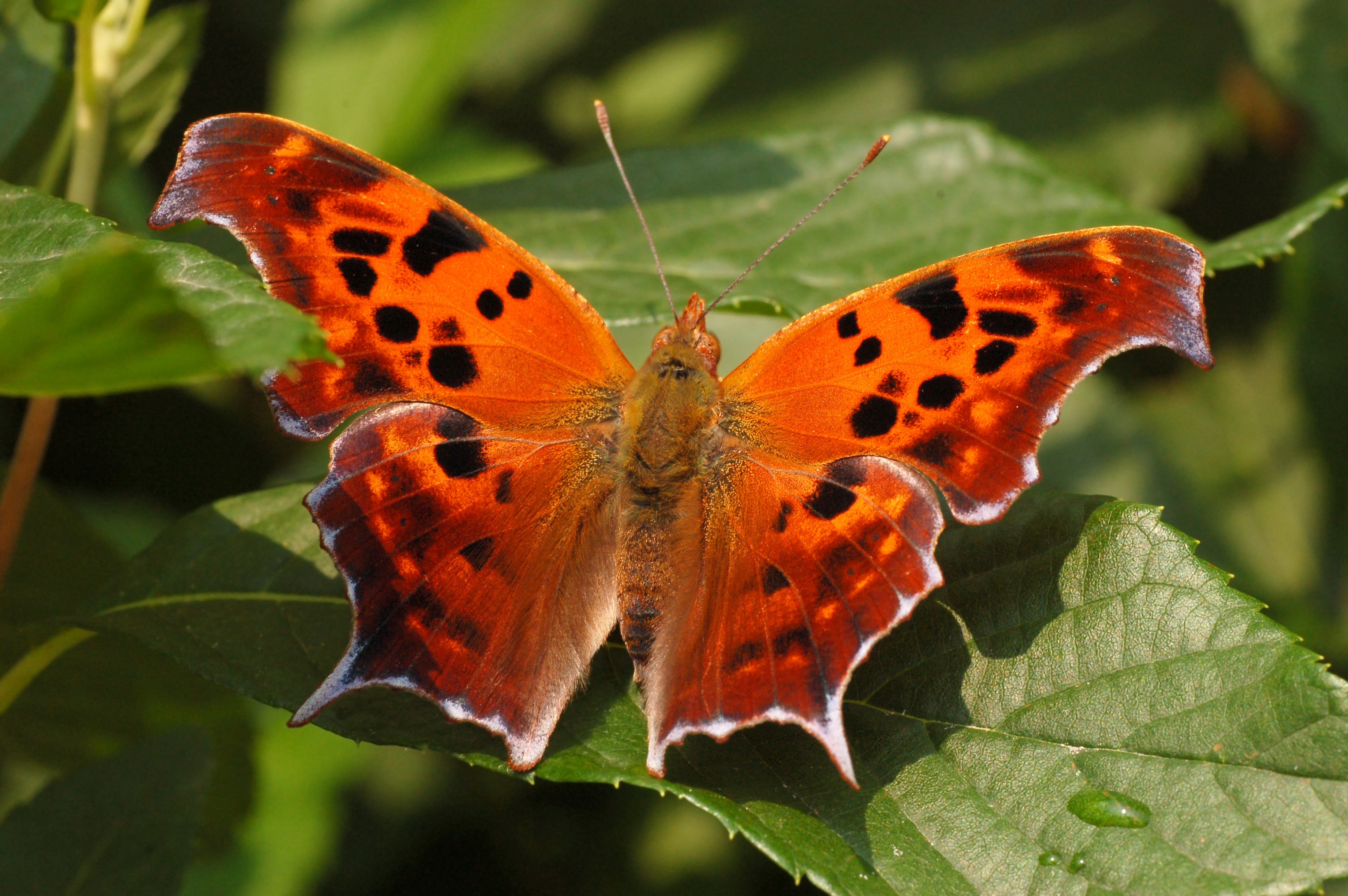 Question Mark Butterfly (Polygonia interrogationis)