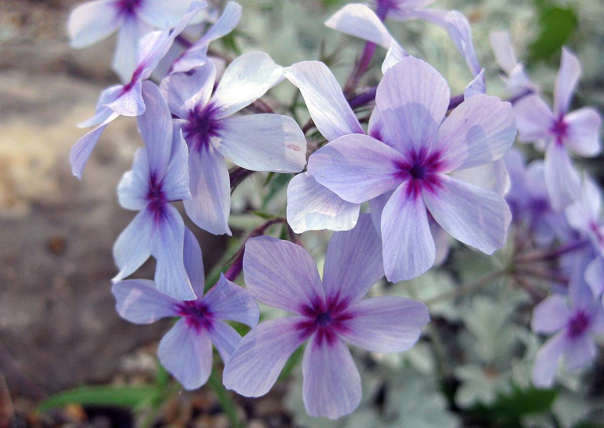 Woodland Phlox 'Chattahoochee' - Native Gardeners