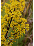 Showy Goldenrod