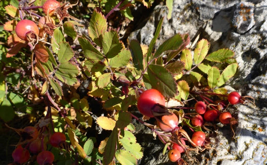 Prairie Rose