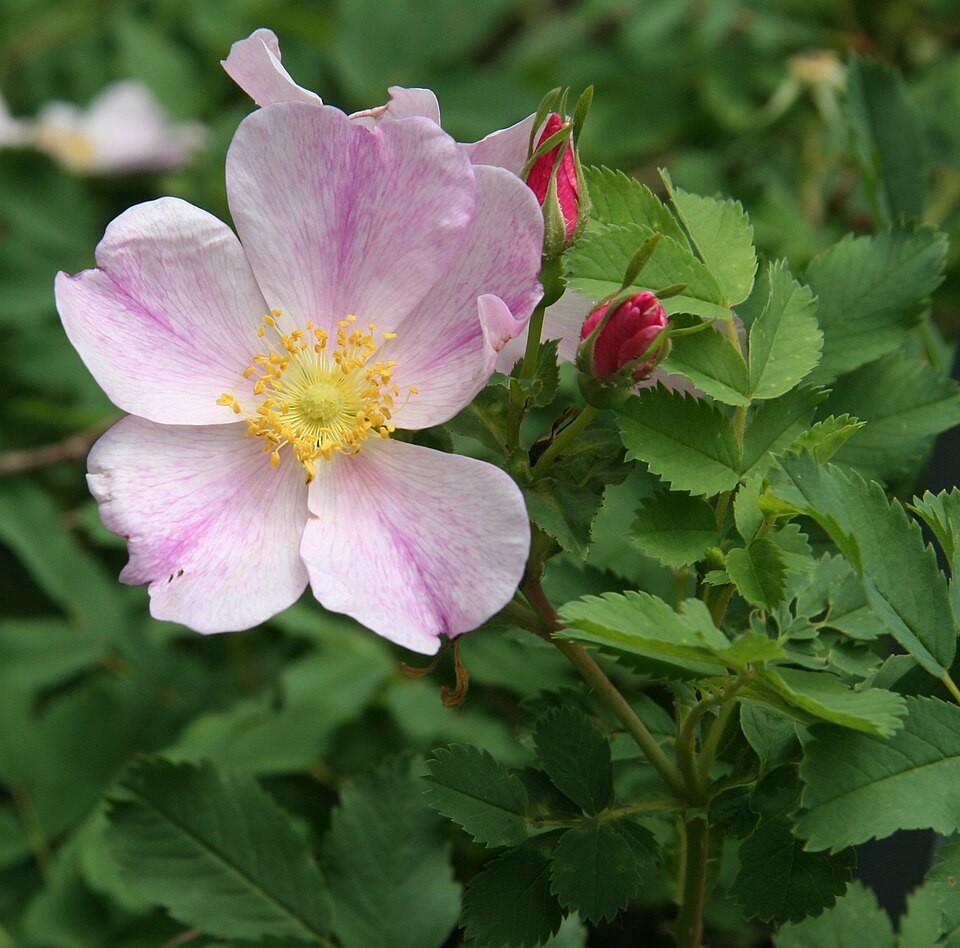 Prairie Rose