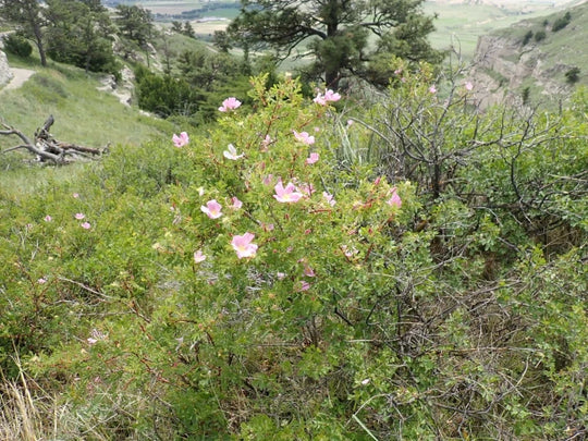 Prairie Rose