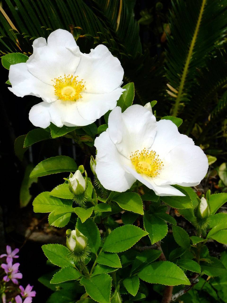 Rose 'Cherokee' - Native Gardeners