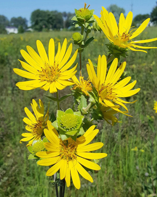 Rosinweed - Native Gardeners