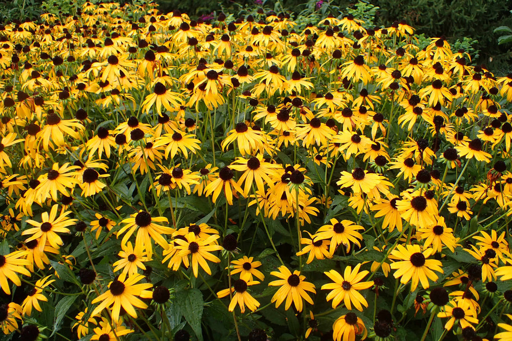 Rudbeckia 'Black-eyed Susan Goldsturm' - Native Gardeners