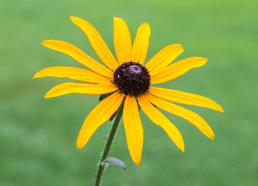 Rudbeckia 'Black-eyed Susan Goldsturm' - Native Gardeners