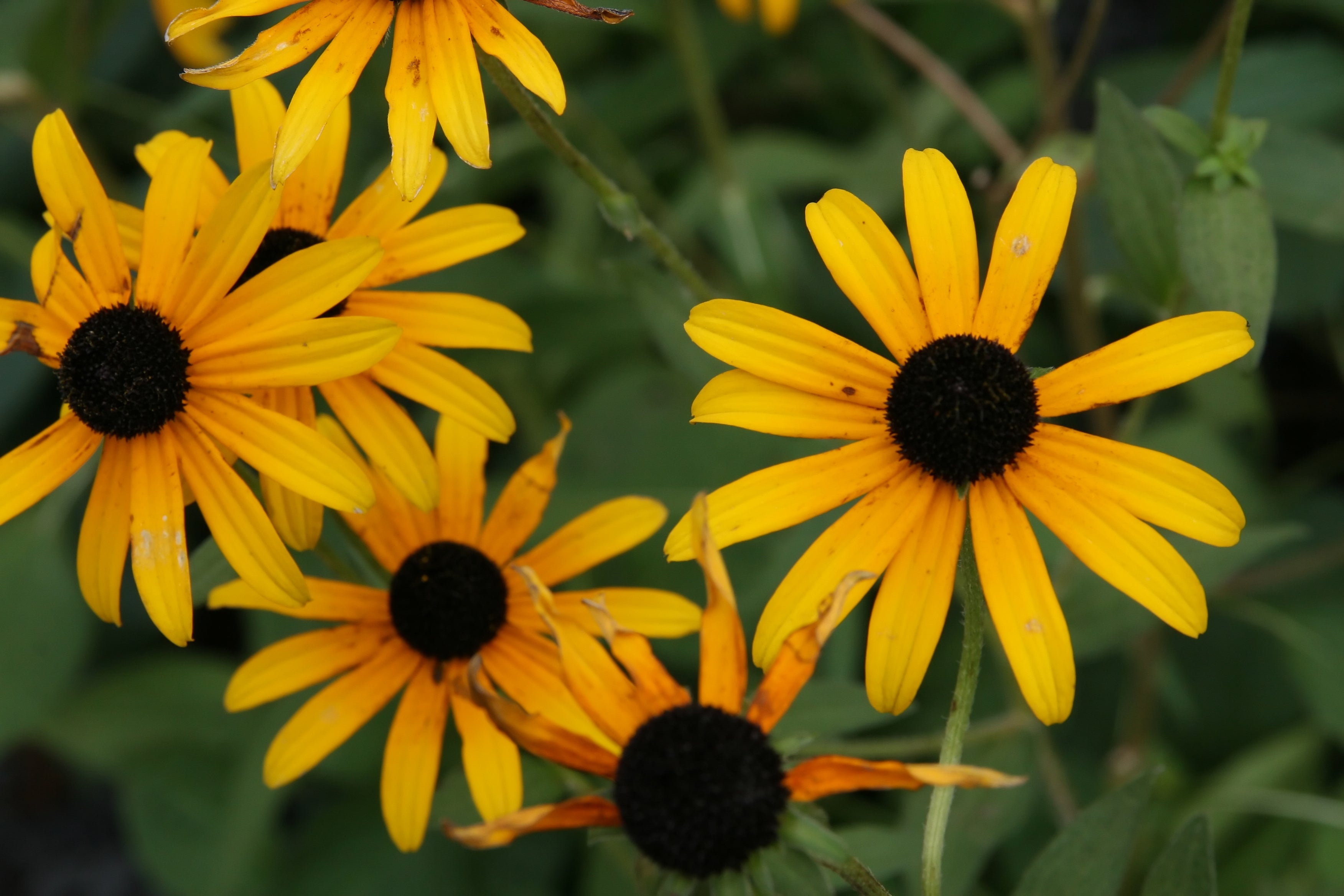 Rudbeckia 'Black-eyed Susan Goldsturm'