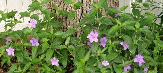 Wild Petunia - Native Gardeners