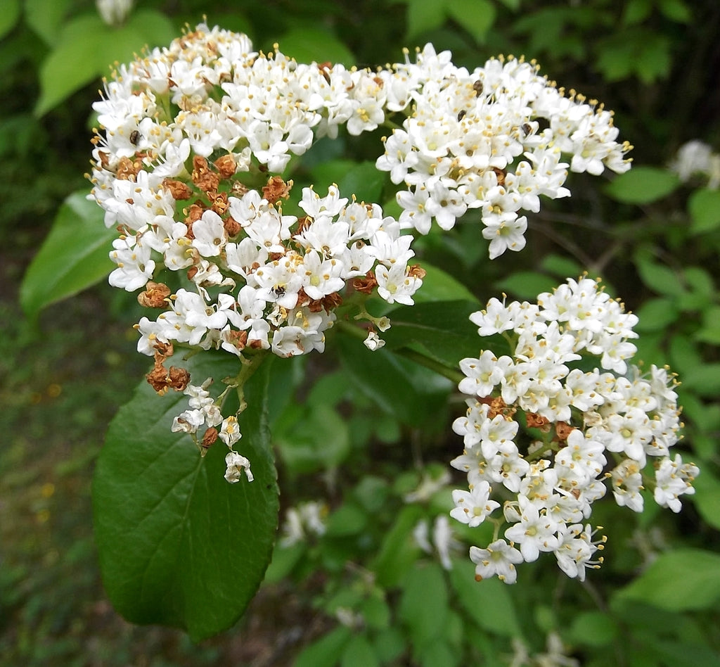 Rusty Blackhaw Viburnum