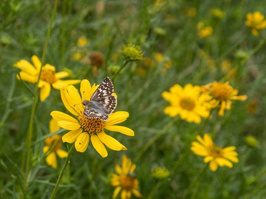 Common Checkered Skipper (Pyrgus communis)