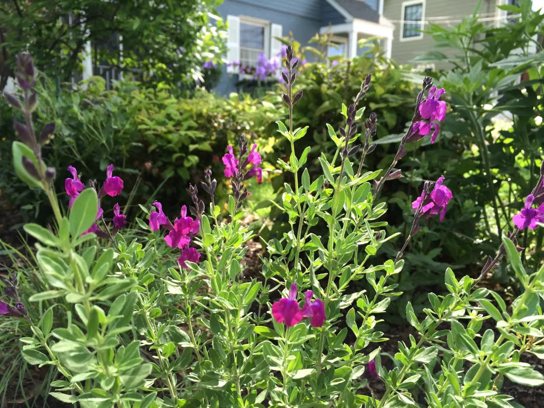 Salvia greggii 'Ultra Violet'