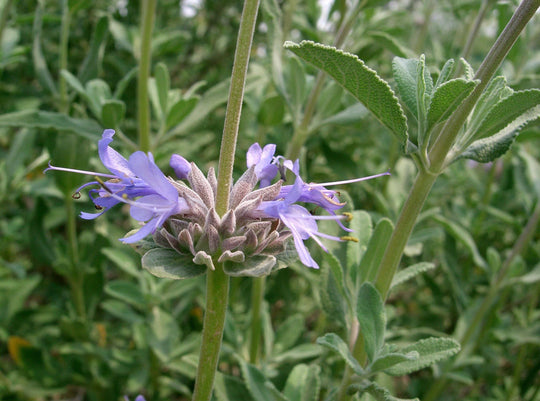 Chaparral Sage - Native Gardeners