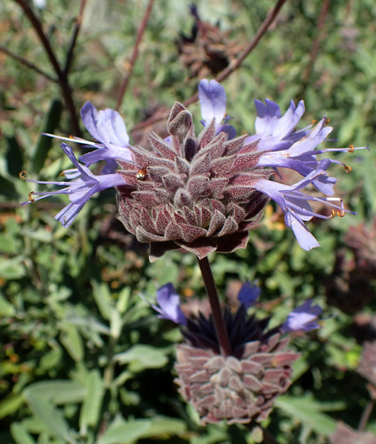 Chaparral Sage - Native Gardeners