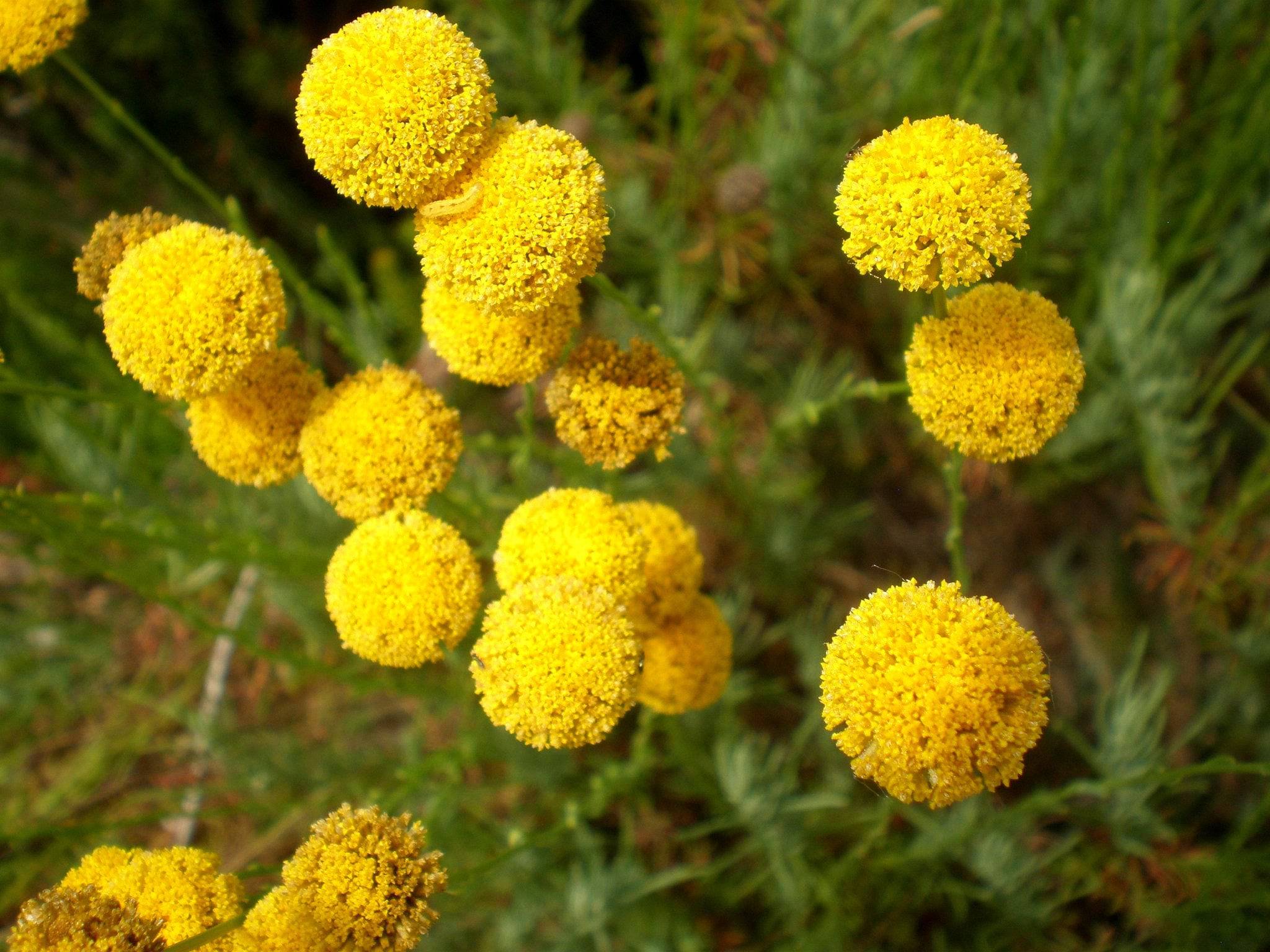 Santolina 'Green Lavender Cotton' - Native Gardeners