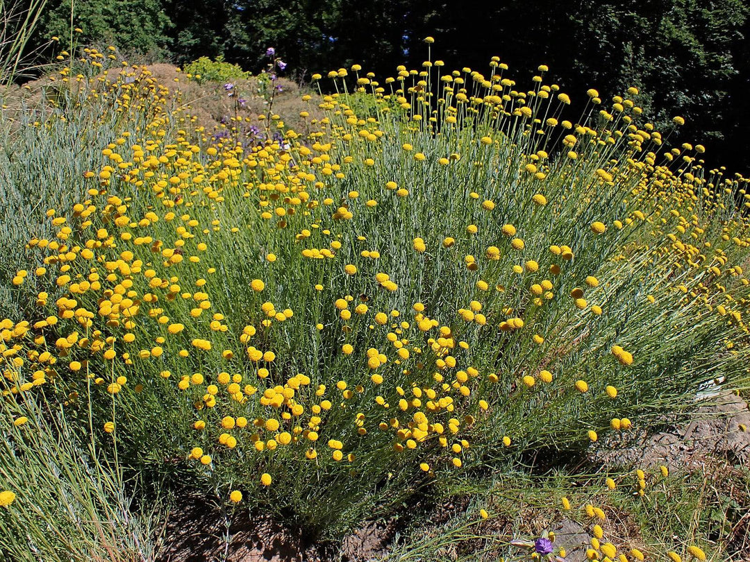 cotton lavender seeds Green Santolina – Native Gardeners